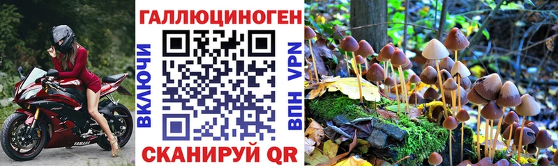 Псилоцибиновые грибы Psilocybe Талица